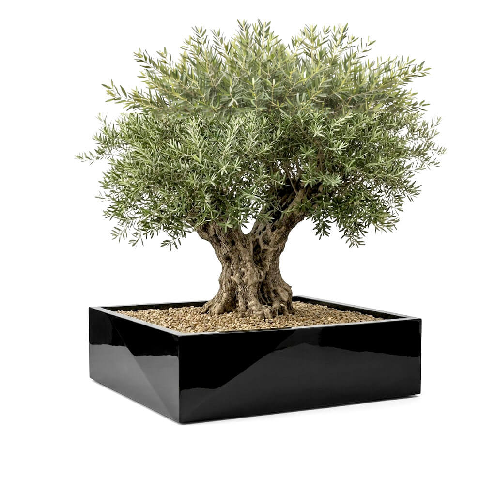Pot géant cubique pour olivier en résine CB50120